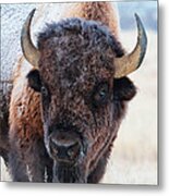 Ia Snow-covered American Bison Roams In Yellowstone National Park And Arsenal Park, Colorado Metal Print