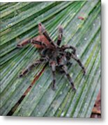 In The Upper Amazon Jungle, On A Trail Metal Print