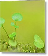 In The Valley Of The Leprechauns Metal Print