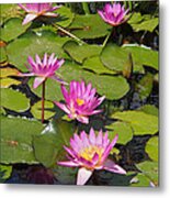 In The Water Lily Pool 02 Metal Print