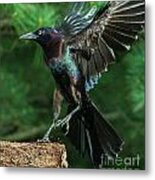 Incoming Grackle Metal Print