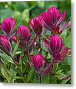 Indian Paintbrush Wildflowers Metal Print