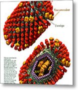 Influenza Virus Poster White Metal Print