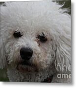 Innocence Metal Print