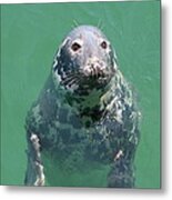 Inquisitive Seal Metal Print