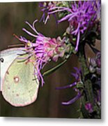 Intertwined Metal Print