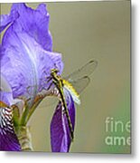 Iris And The Dragonfly 2 Metal Print