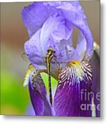 Iris And The Dragonfly 4 Metal Print