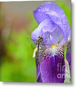 Iris And The Dragonfly 5 Metal Print