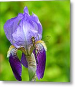 Iris And The Dragonfly 7 Metal Print