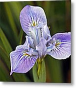 Iris Metal Print