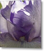 Iris Study 5 Metal Print