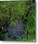 Isabel Creek Metal Print