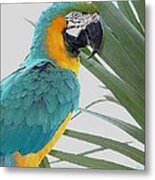 Islamorada Parrot - Of The Macaw Persuasion Metal Print