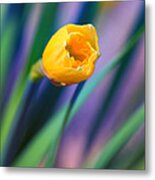 Itsy Bitsy Daffodil Bloom Metal Print