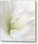 Ivory Gladiola Flower Metal Print