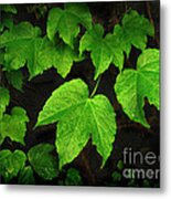 Ivy Metal Print