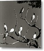 Jabiru Birds Metal Print