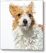 Jack Russell Terrier - The Amanda Metal Print