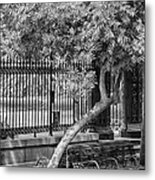 Jackson Square Bench And Tree Metal Print