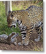 Jaguar Cub Playing With Mother Metal Print