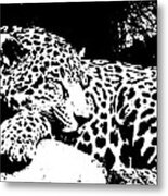 Jaguar In Reverse Metal Print