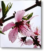 Japanese Cherry Tree Metal Print