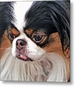 Japanese Chin Dog Portrait Metal Print