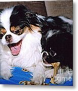 Japanese Chin Dogs Hanging Out And Telling Stories Metal Print
