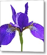 Japanese Iris Purple White Three Metal Print