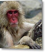 Japanese Macaque Bathing Metal Print