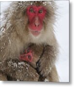 Japanese Macaque Warming Baby Metal Print