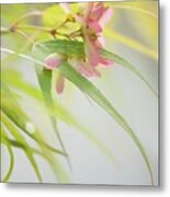 Japanese Maple (acer Palmatum) In Flower Metal Print