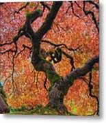 Japanese Maple Tree In Fall Metal Print