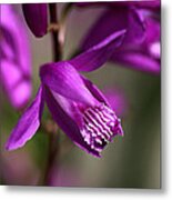 Japanese Orchid Metal Print