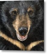 Jasper Moon Bear - In Support Of Animals Asia Metal Print