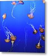 Jellyfish In Monterey Bay Aquarium Metal Print