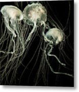 Jellyfish Swimming In Monterey Metal Print