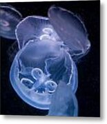 Jellyfish Metal Print