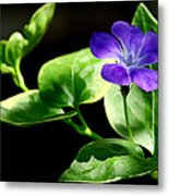 Jen's Periwinkle Metal Print