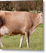 Jersey Cow In Pasture Metal Print