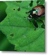 June Bug 1 Metal Print