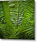 Jungle Fern Metal Print