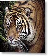 Jungle Stalker Metal Print