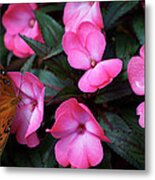 Just A Small Taste For This Butterfly Metal Print