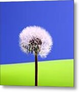 Just Dandy Metal Print