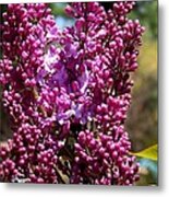 New Hampshire Lilac Just Opening Metal Print