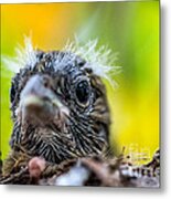 Juvenile Mockingbird Metal Print