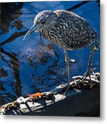 Juvenile Yellow Crowned Night-heron Metal Print