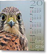 Kalender 2014 Tornfalk Metal Print